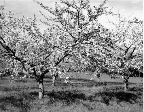 Apple Trees in Blossom